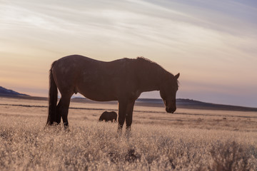 Wild Horse in the Utah Desert