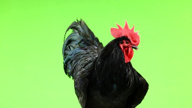 black rooster australorp (Gallus gallus) with dark green plumage rotation on green screen