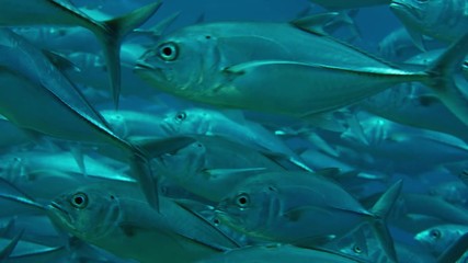 A huge school of Jacks. Big eye Trevally Jack, (Caranx sexfasciatus) Forming a polarized school, bait ball or tornado,Maldives, Indian Ocean, slow motion