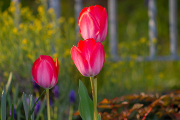 Rote Tulpen