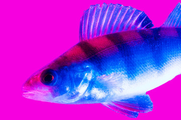 Blue-pink perch fish isolated on pink background