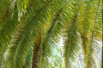Palm trees in the park. Subtropical climate
