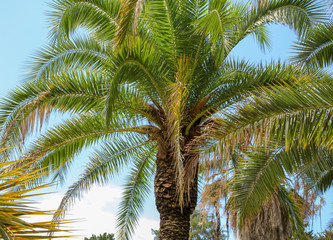 Fototapeta na wymiar Palm tree against the blue sky. Subtropical climate