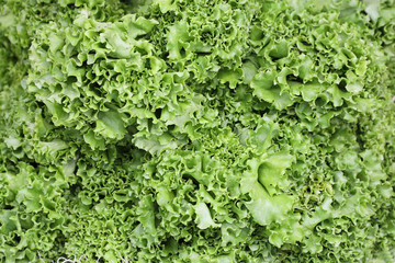 green fresh lettuce leaves
