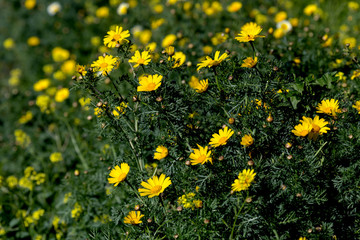 Yellow flowers (Chrysanthemum coronarium) grows in a meadow
