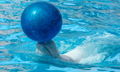 Big white dolphin with a ball on his head