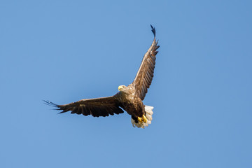 Seeadler