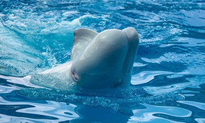 Big white dolphin swims in the pool