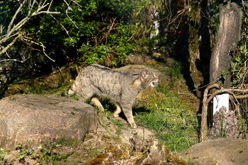 Die Europäische Wildkatze