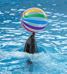 Dolphin playing with a ball in the water