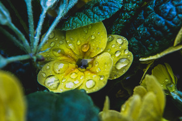 A yellow flower and a drop of water