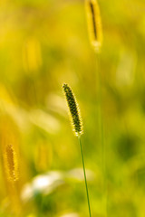 Spikes on the grass in nature as a background