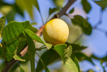 Yellow plum on the branches of a tree in the garden