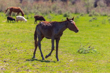 Horse grazes on green grass in spring