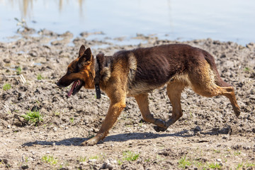 Fototapeta na wymiar The dog runs near the pond in nature