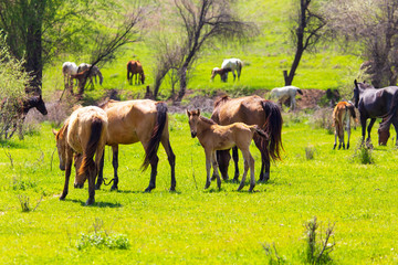 Naklejka na ściany i meble Horses graze on green grass in spring