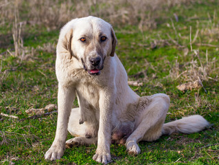 Portrait of a dog on the grass in spring