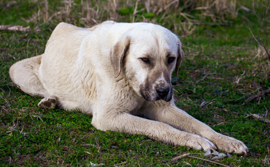 Portrait of a dog on the grass in spring