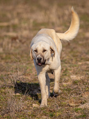 Portrait of a dog on the grass in spring
