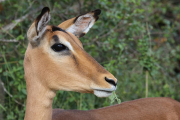 Schwarzfersenantilope / Impala / Aepyceros melampus