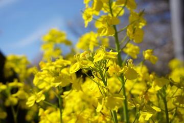 菜の花