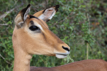 Schwarzfersenantilope / Impala / Aepyceros melampus
