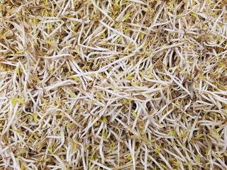 Bean sprouts texture background , close up of Bean Sprouts 