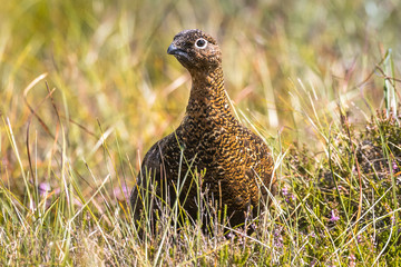 Scottish grouse, Lagopus in natural environment in Scotland