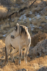 Obraz premium Wild Horse in the Utah Desert