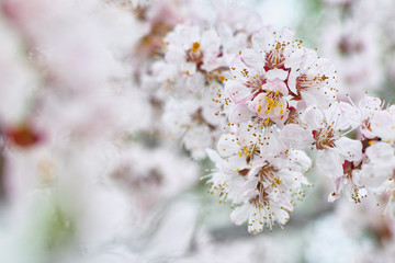 Cherry flowers