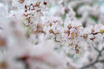 Cherry  apricot twig. Cherry flowers