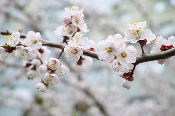 Cherry blossoms. Cherry flowers