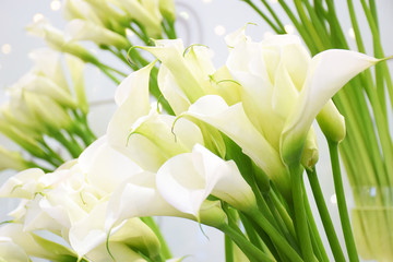 Many blooming white callas flowers close up with copy space. Group of Calla lilies close up, light blooming wedding background. Floral pattern. Abstract background.