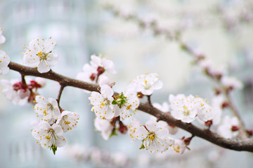 Cherry branch in blooms