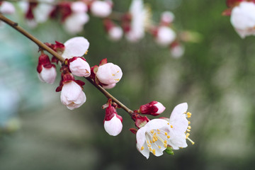 Cherry flowers. Cherry twig in bloom