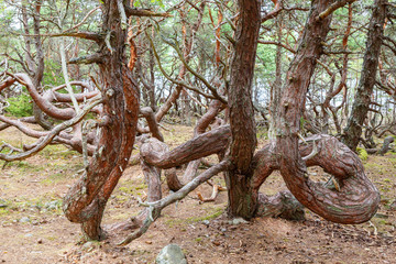 Windswept pine trees in a old forest