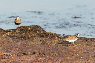 Ringed Plover and Dunlin birds