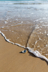 Sea shell at the Beach