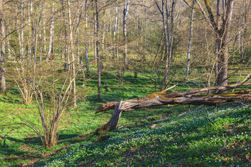 Wood anemones forest