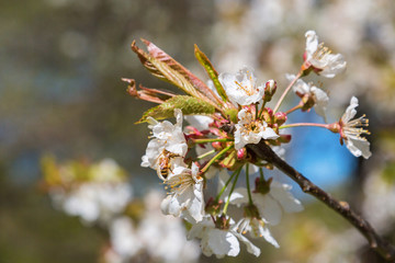 Bee in a cherry flower