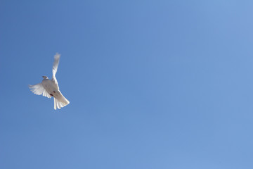 wedding doves in flight against the sky