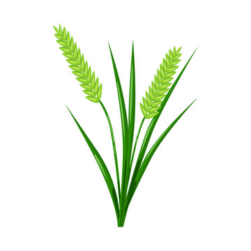 Vector illustration of grain and rice  logo. Set of grain and garden stock vector illustration.