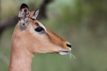 Schwarzfersenantilope / Impala / Aepyceros melampus