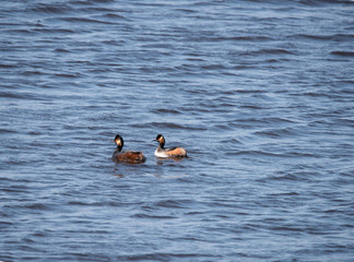 Black necked Grebe in the Weerribben the Netherlands