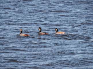 Black necked Grebe in the Weerribben the Netherlands