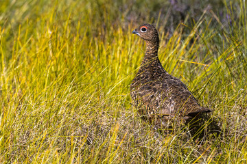 Scottish grouse, Lagopus in natural environment in Scotland