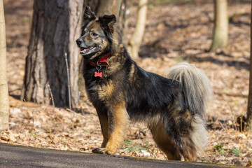 a dog on the nature