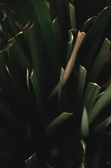 Minimalism Leaves 