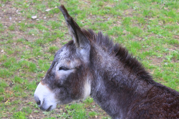 Fototapeta premium donkey detail on a green background