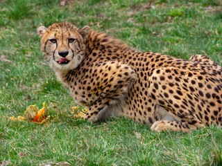 A Cheetah in Nature Eating a Melon